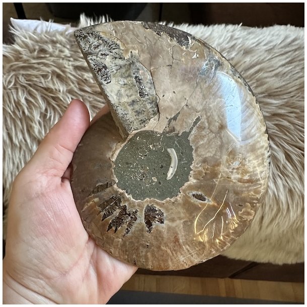 Bagsiden af ammonitten viser en afrundet, gr�gr�n midte med uregelm�ssige brune fossilaftegninger og en grov, naturlig stenoverflade.