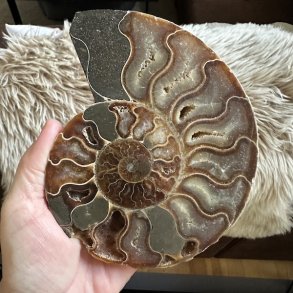 Unik Ammonit Fossil � Naturlig Spiralenergi � 15 x 12,5 cm