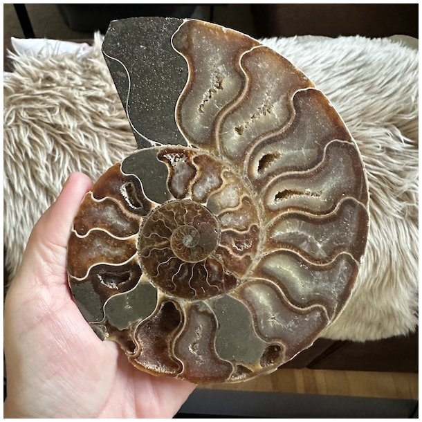 Unik Ammonit Fossil � Naturlig Spiralenergi � 15 x 12,5 cm