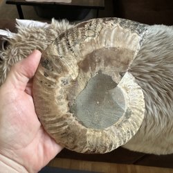 Unik Ammonit Fossil � Naturlig Spiralenergi � 15 x 12,5 cm