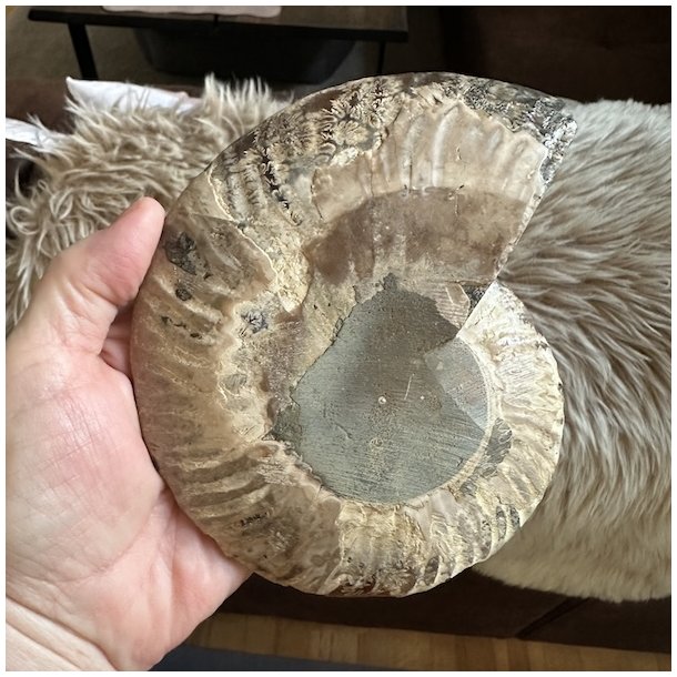 Unik Ammonit Fossil � Naturlig Spiralenergi � 15 x 12,5 cm
