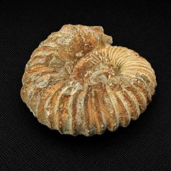 N�rbillede af ammonit fossil fra Madagaskar med markante ribber, spiralform og autentiske fossile detaljer.