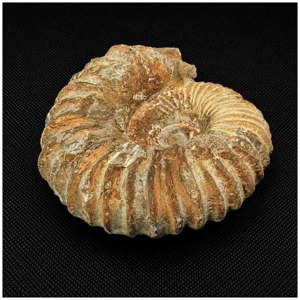 N�rbillede af ammonit fossil fra Madagaskar med markante ribber, spiralform og autentiske fossile detaljer.